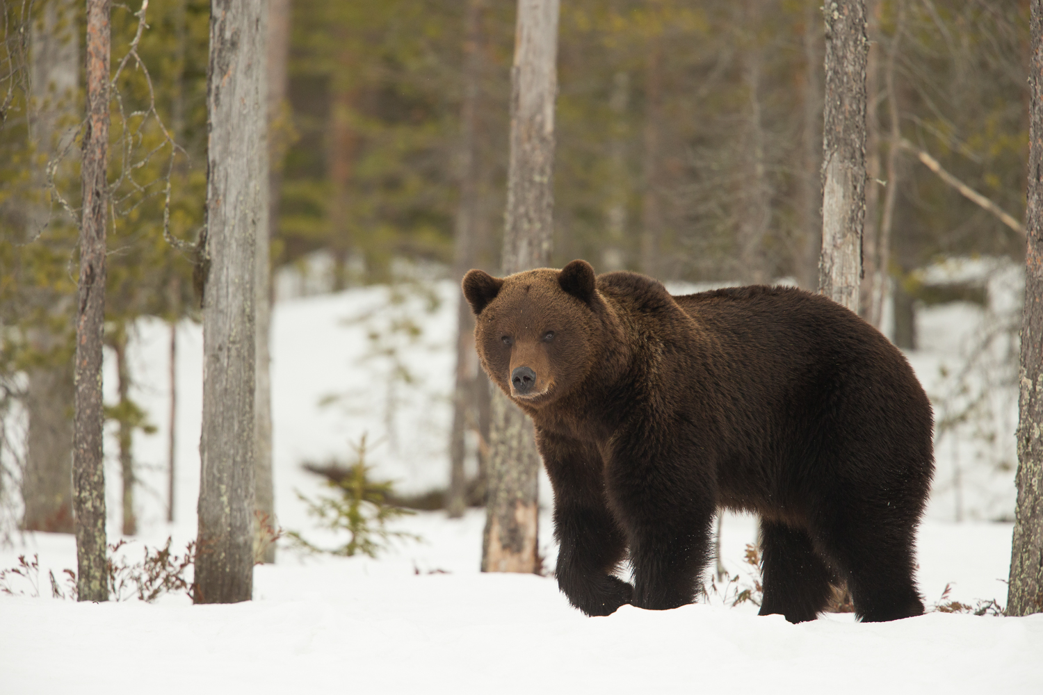 Brown bear photography tour Finland-2.jpg