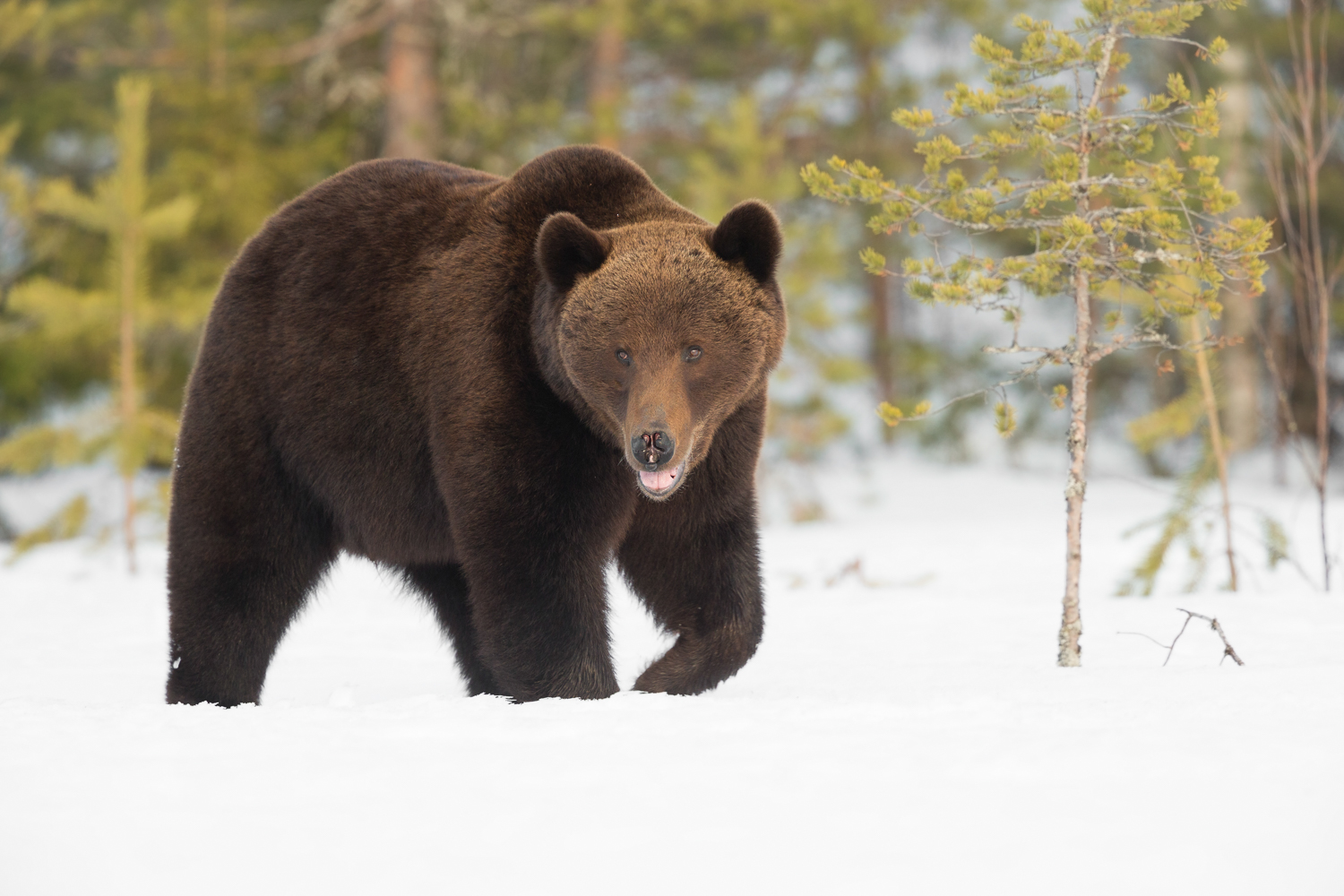 Brown bear photography tour Finland-5.jpg