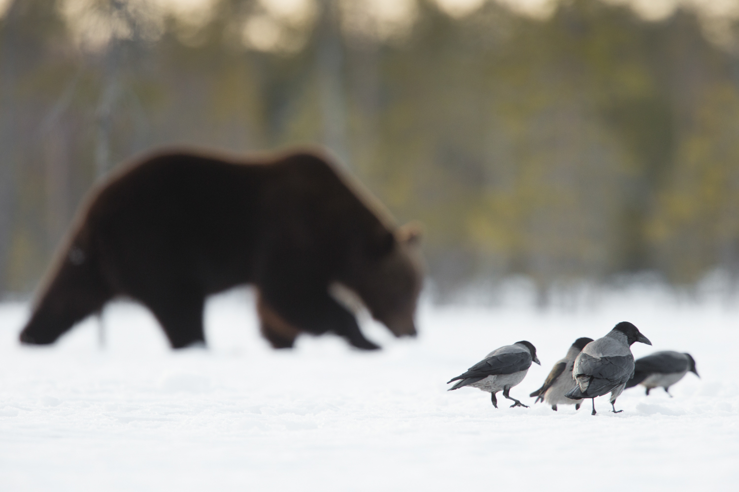 Brown bear photography tour Finland-7.jpg