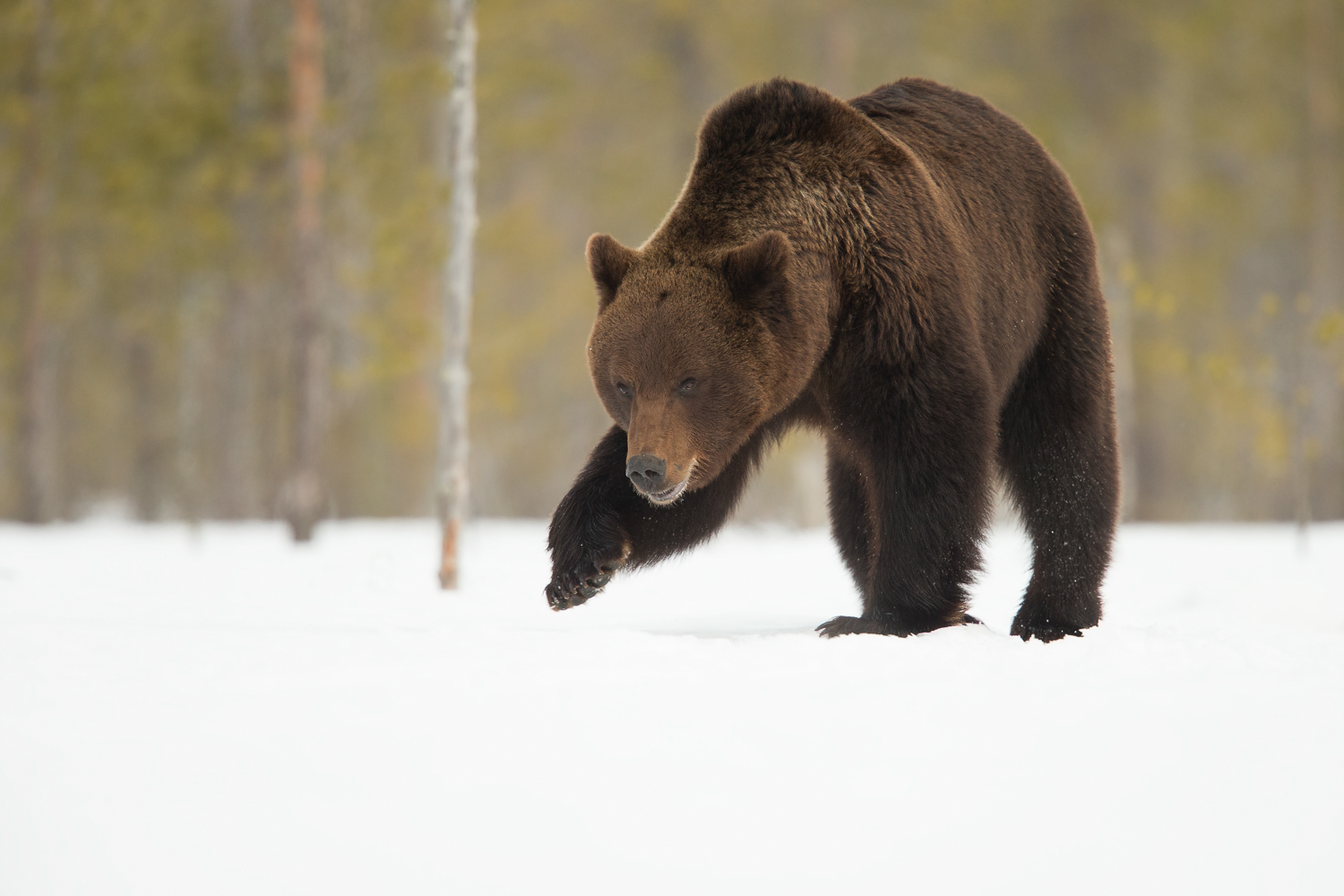 Brown bear photography tour Finland-8.jpg