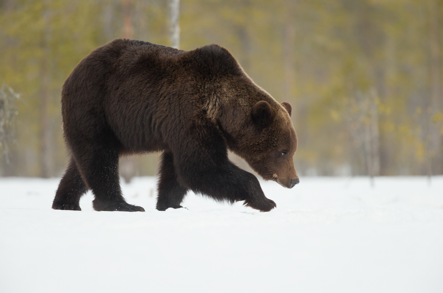 Brown bear photography tour Finland-10.jpg
