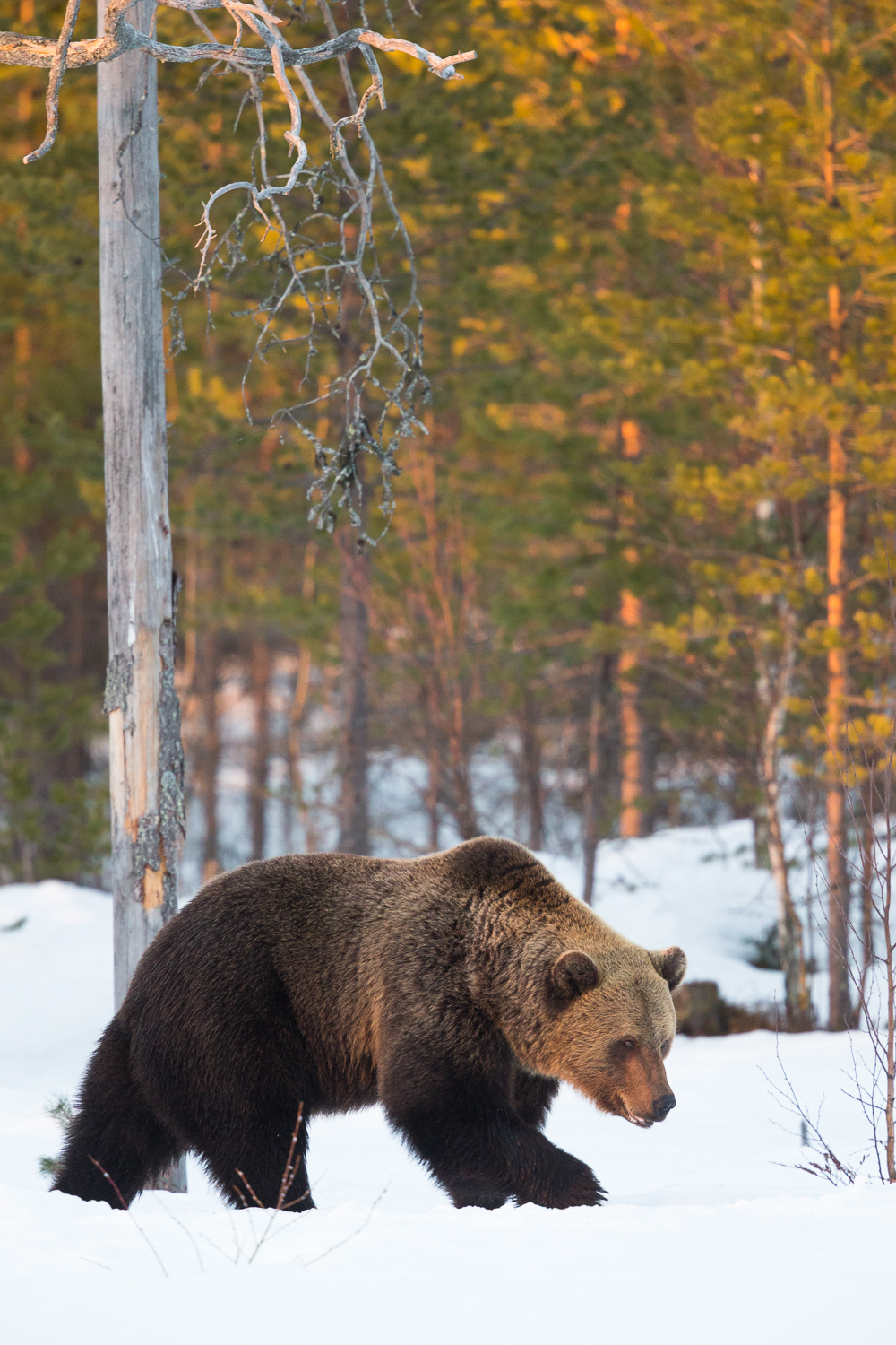 Brown bear photography tour Finland-11.jpg