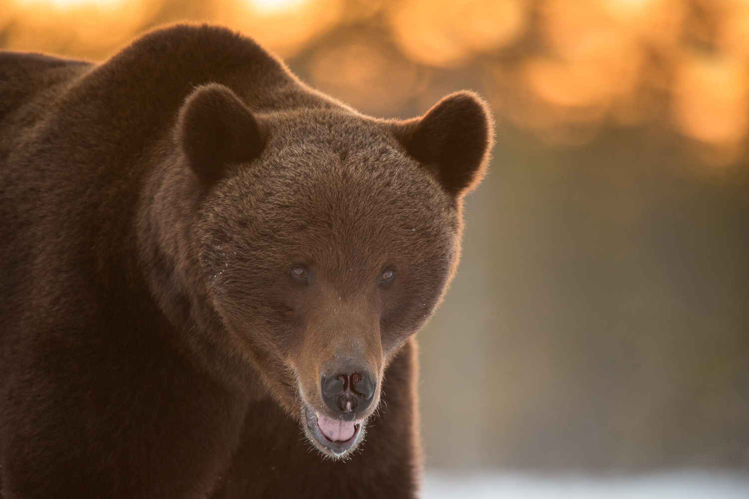 Brown bear photography tour Finland-13.jpg