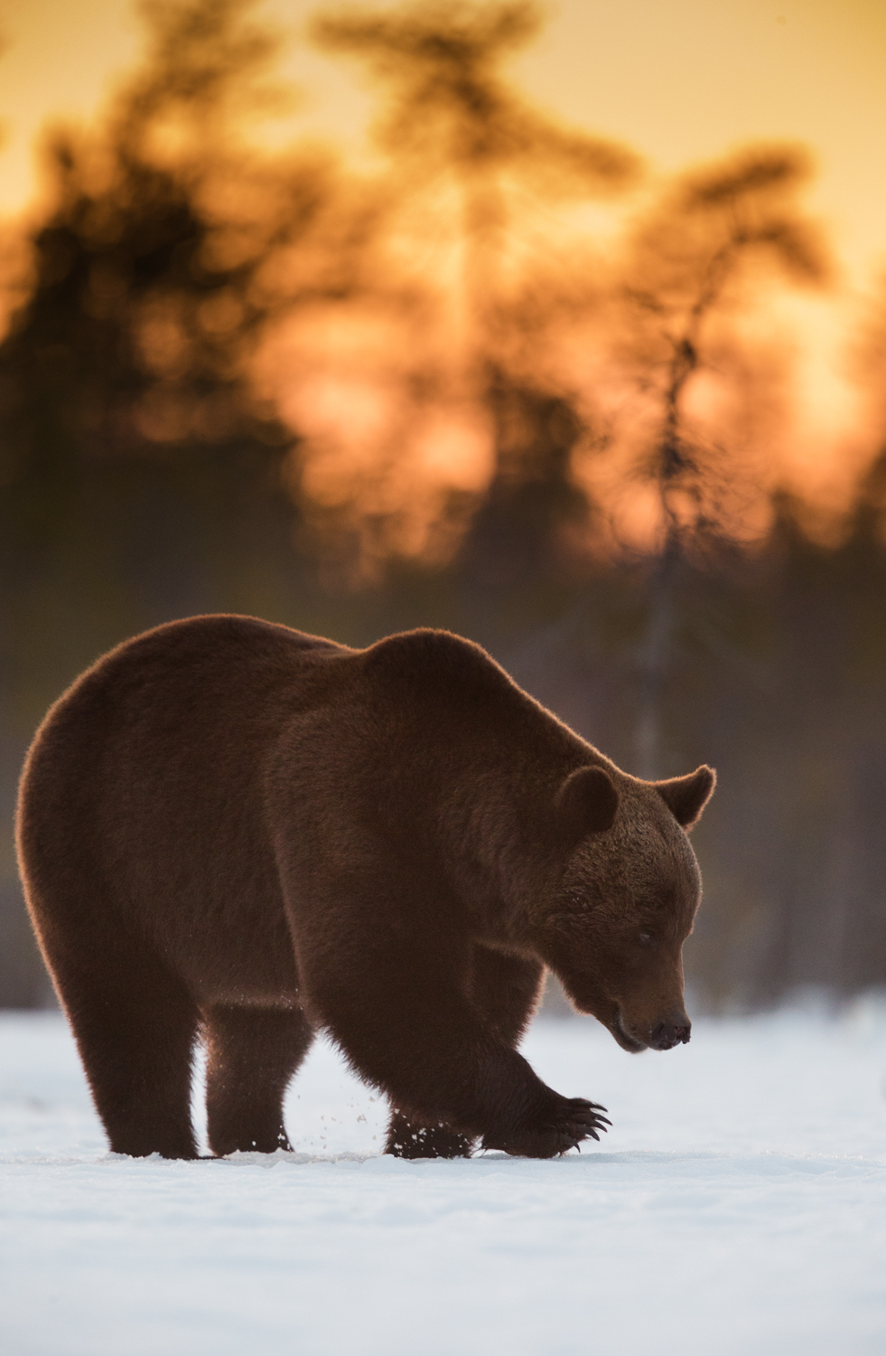 Brown bear photography tour Finland-14.jpg