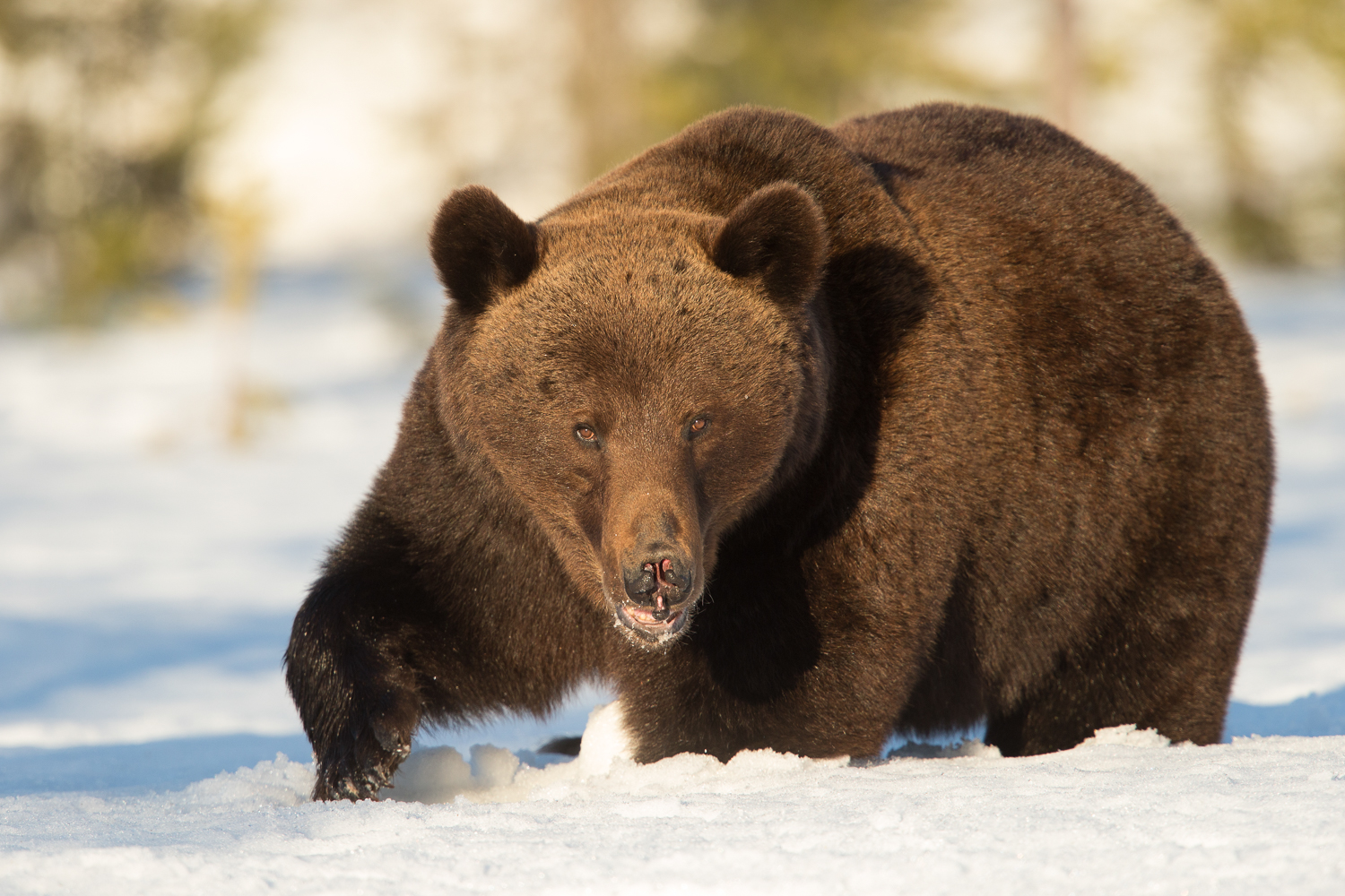 Brown bear photography tour Finland-15.jpg