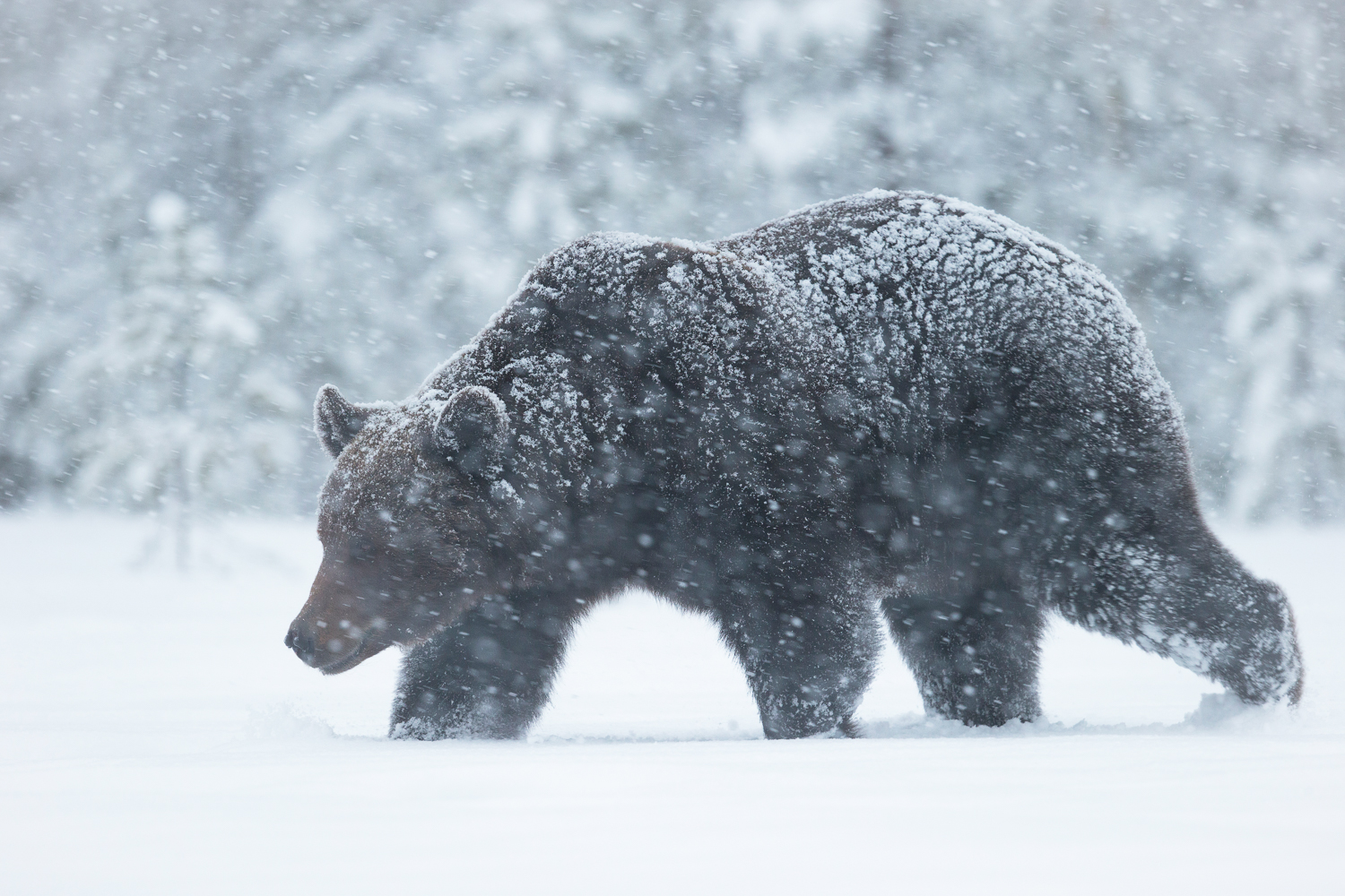 Brown bear photography tour Finland-16.jpg
