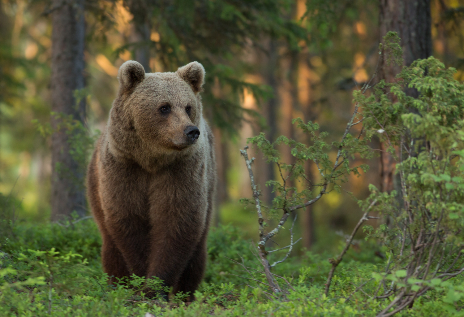 Brown bear photography tour Finland-4.jpg