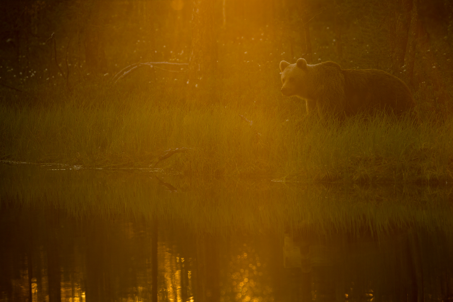 Brown bear photography tour Finland-10.jpg