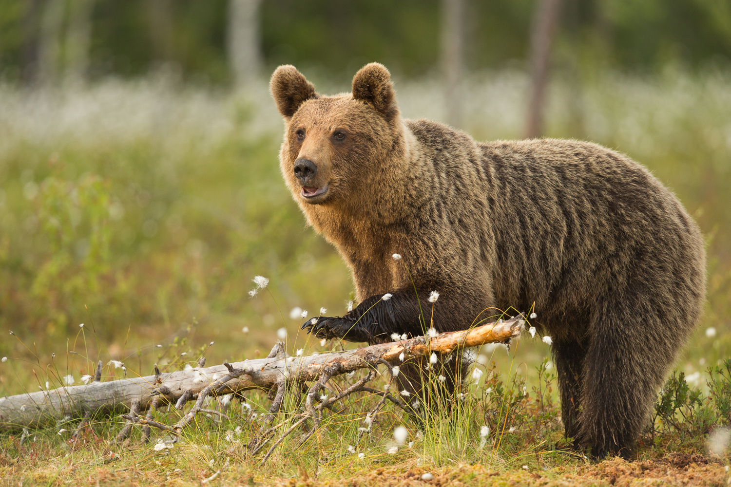 Brown bear photography tour Finland-12.jpg