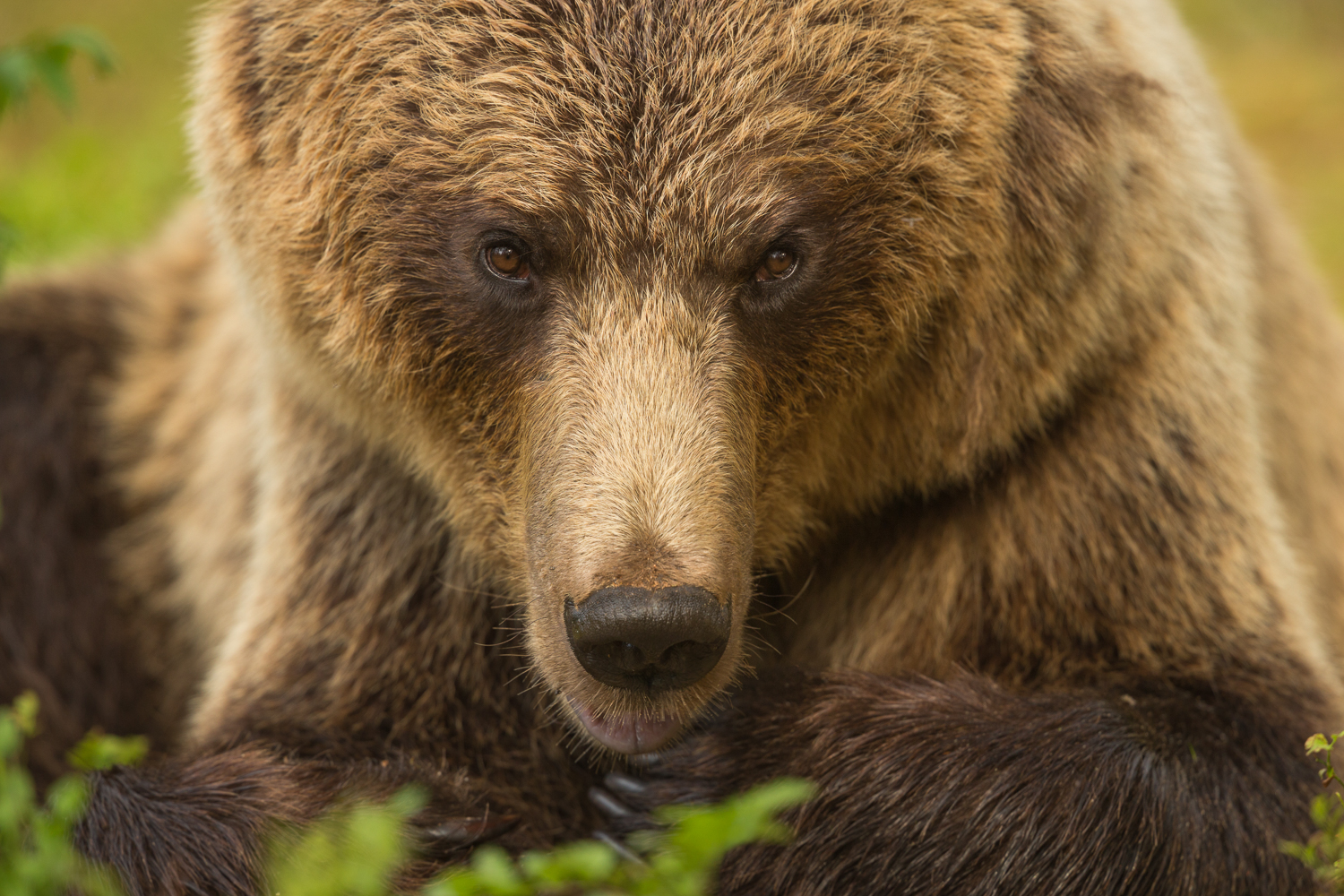 Brown bear photography tour Finland-14.jpg