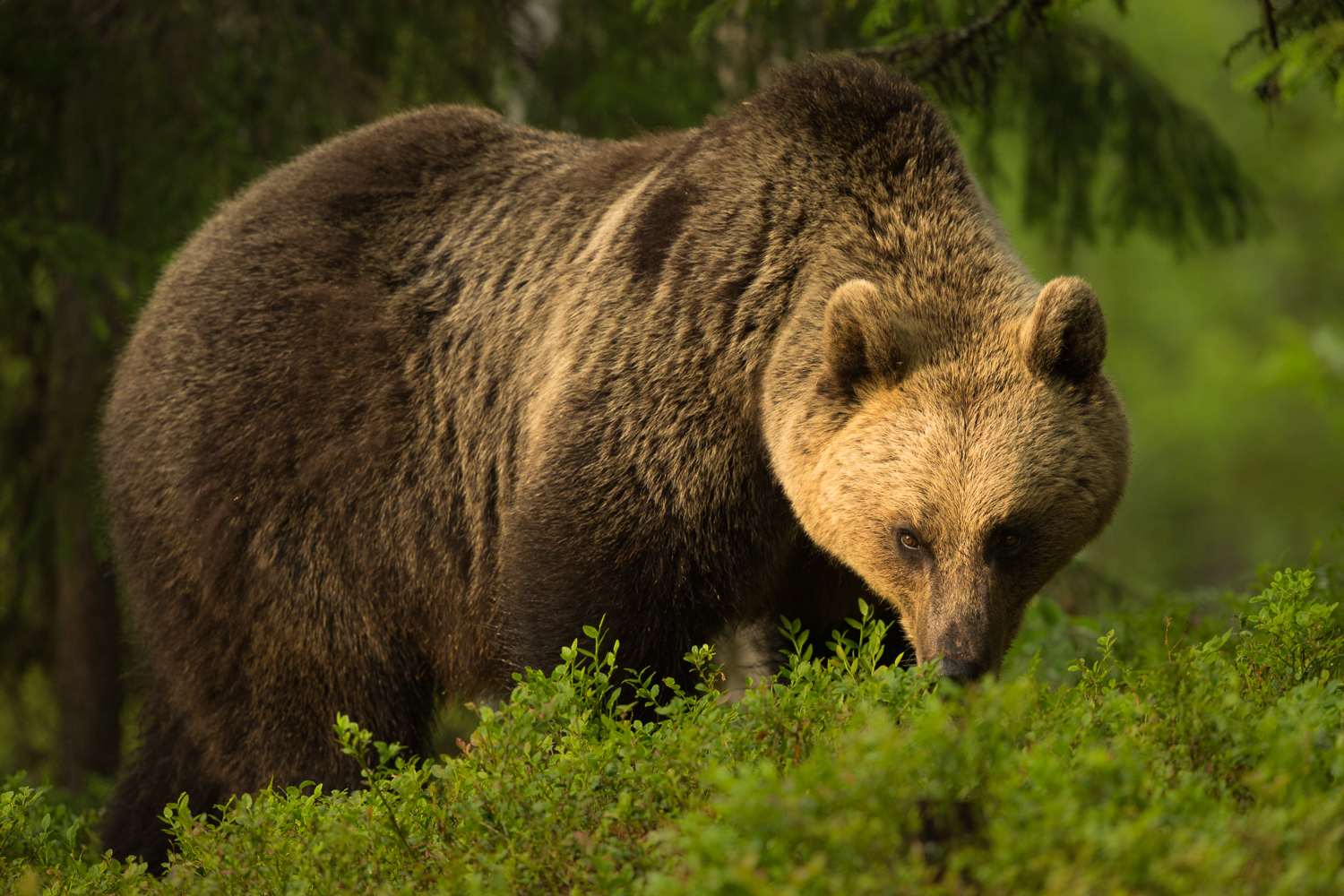 Brown bear photography tour Finland-17.jpg