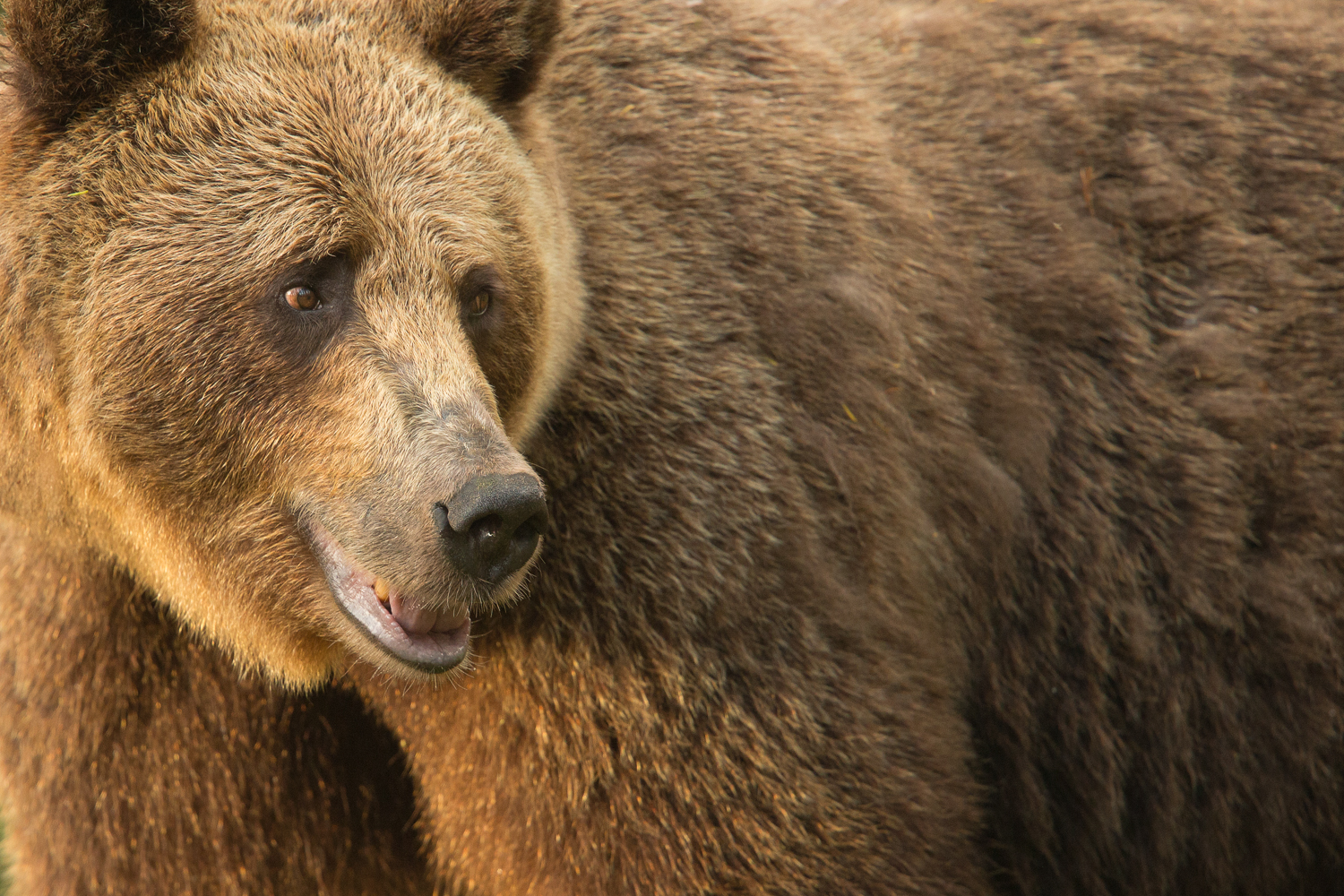 Brown bear photography tour Finland-18.jpg