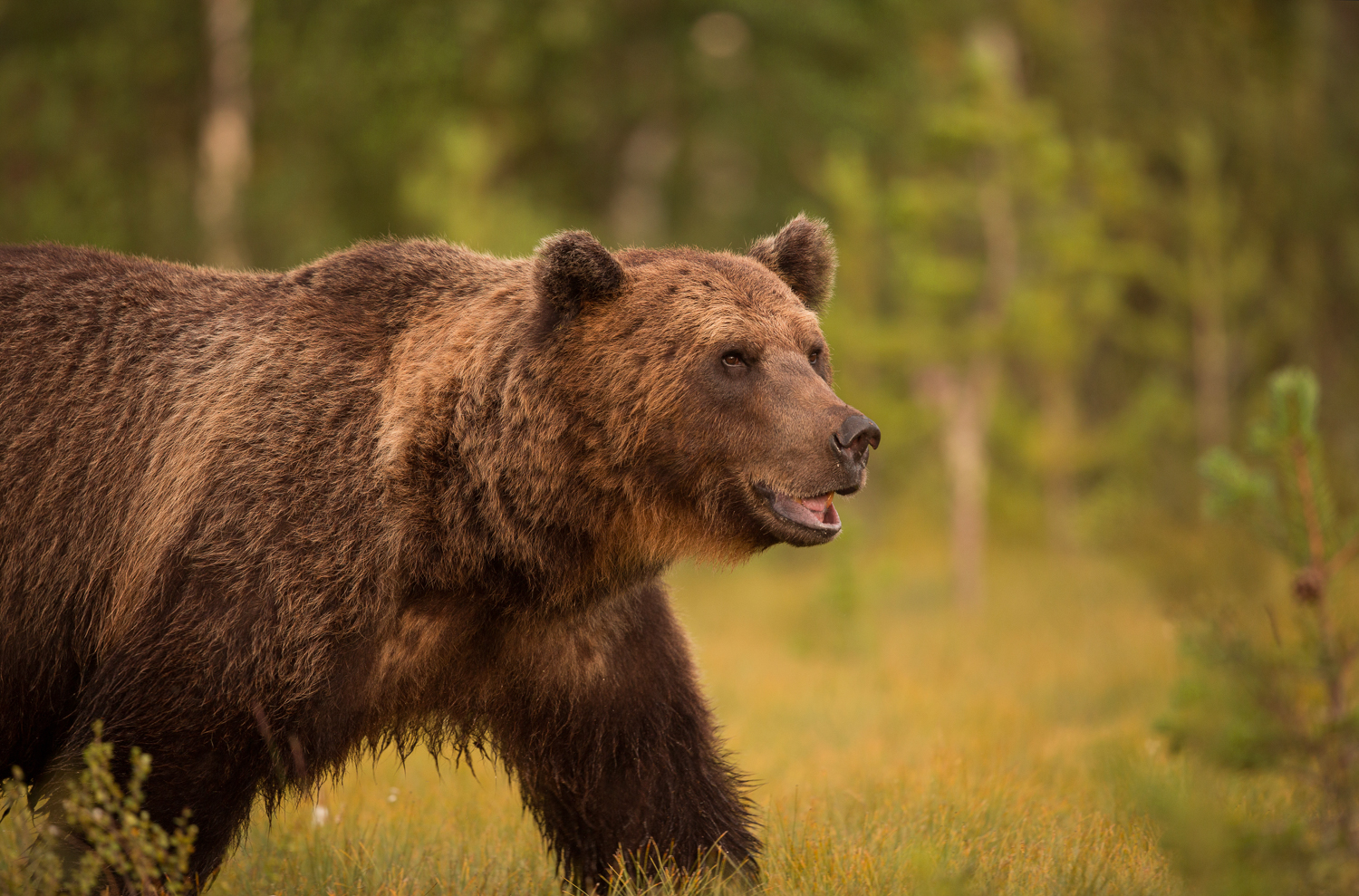 Brown bear photography tour Finland-24.jpg