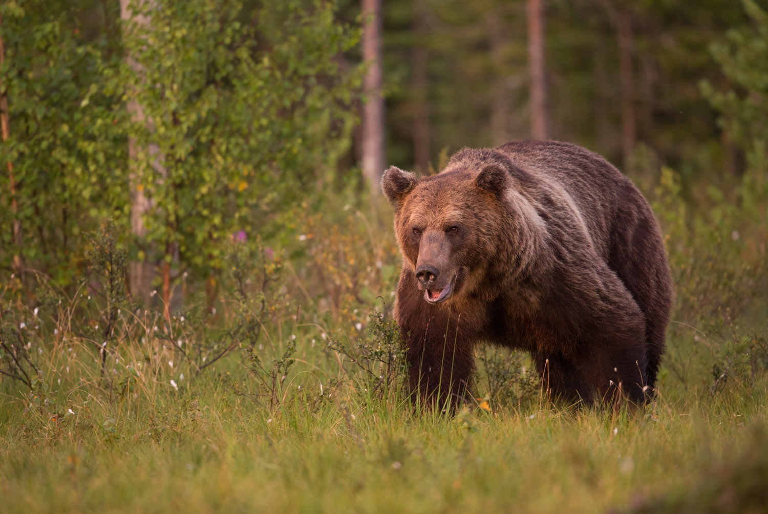 Brown bear photography tour Finland-25.jpg
