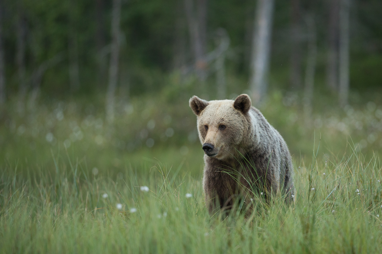 Brown bear photography tour Finland-27.jpg