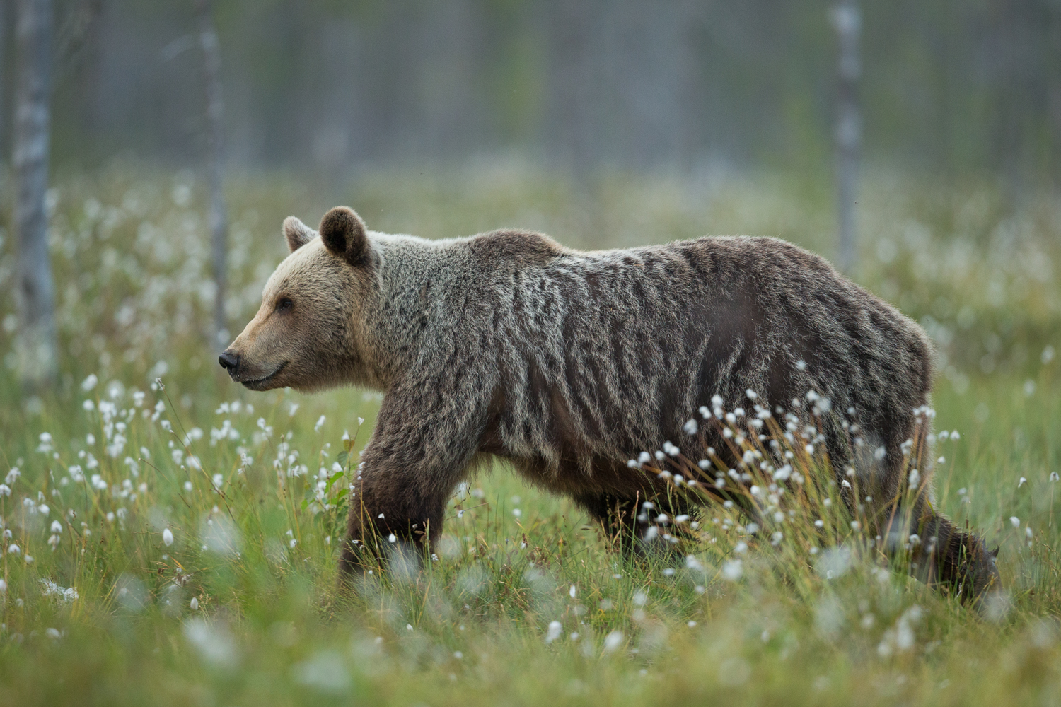 Brown bear photography tour Finland-29.jpg