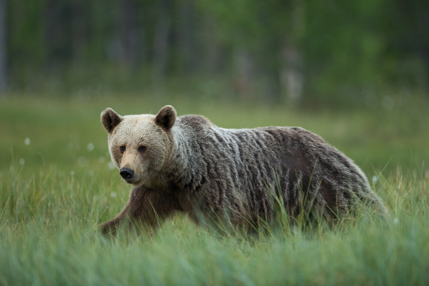 Brown bear photography tour Finland-28.jpg