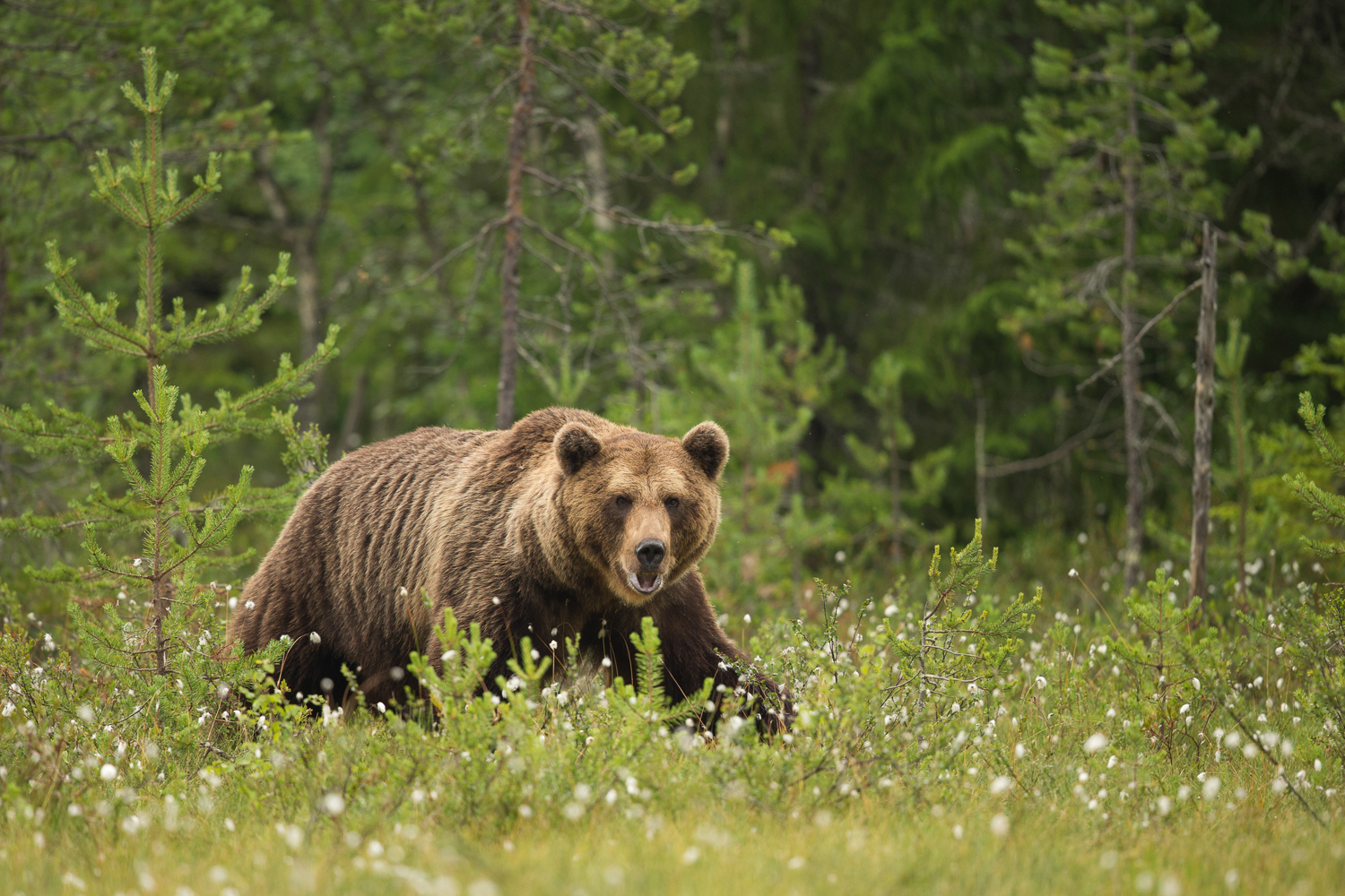 Brown bear photography tour Finland-30.jpg