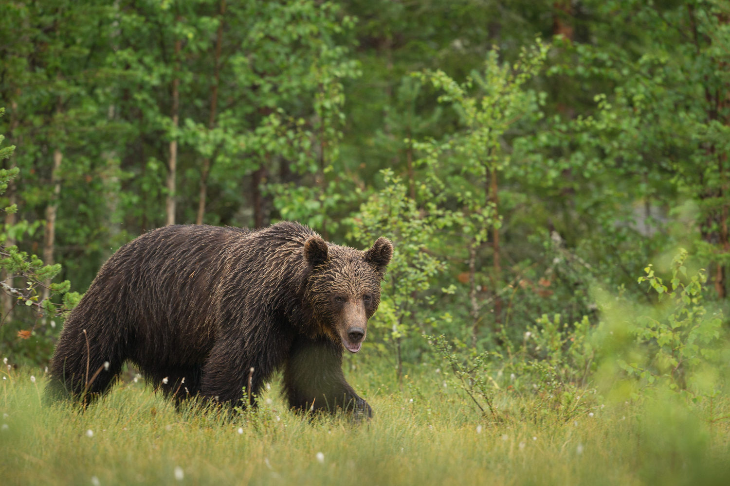 Brown bear photography tour Finland-34.jpg