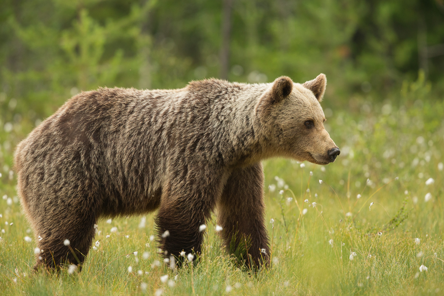 Brown bear photography tour Finland-32.jpg
