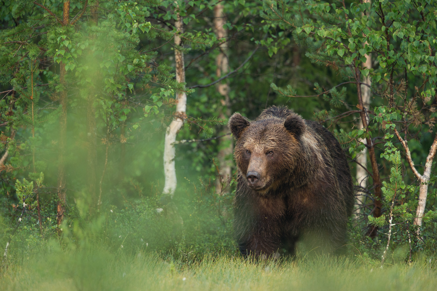 Brown bear photography tour Finland-37.jpg