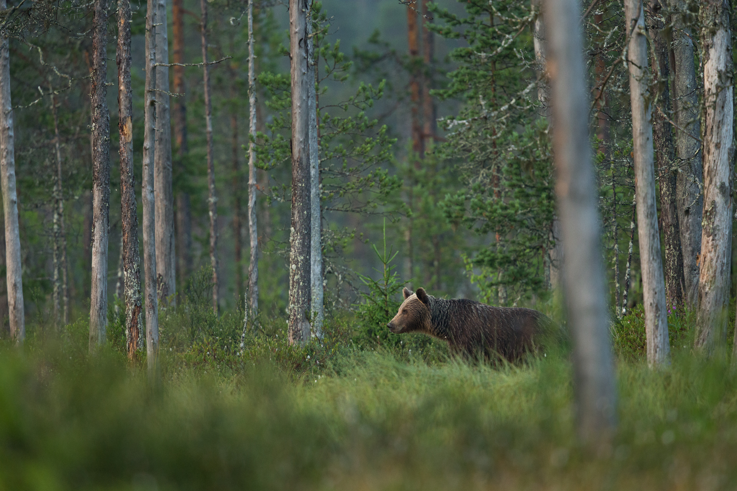 Brown bear photography tour Finland-36.jpg