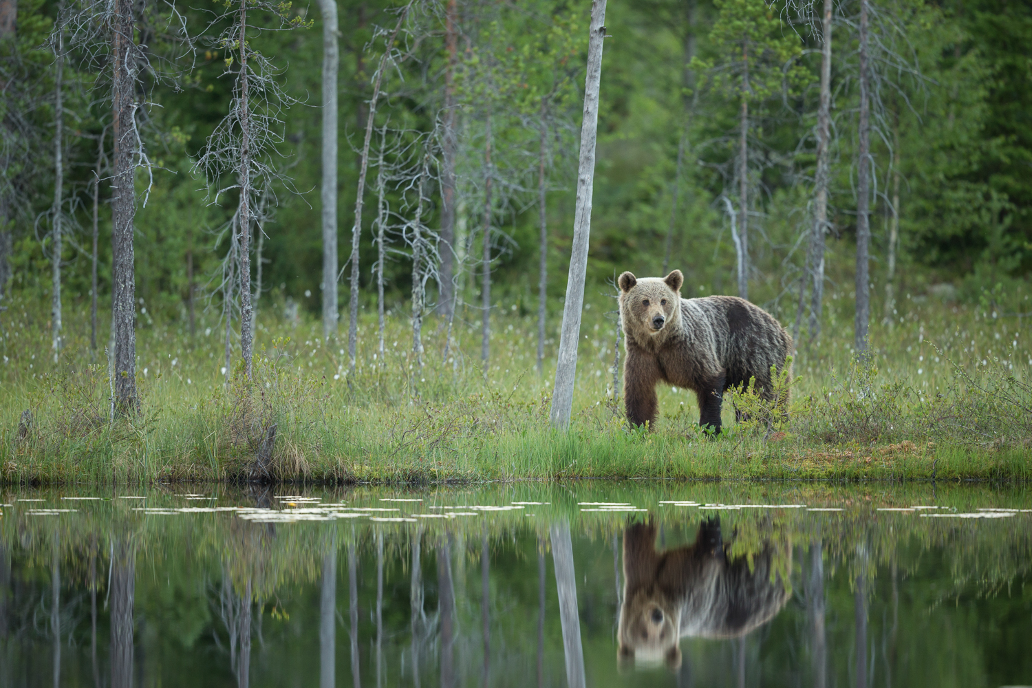Brown bear photography tour Finland-40.jpg