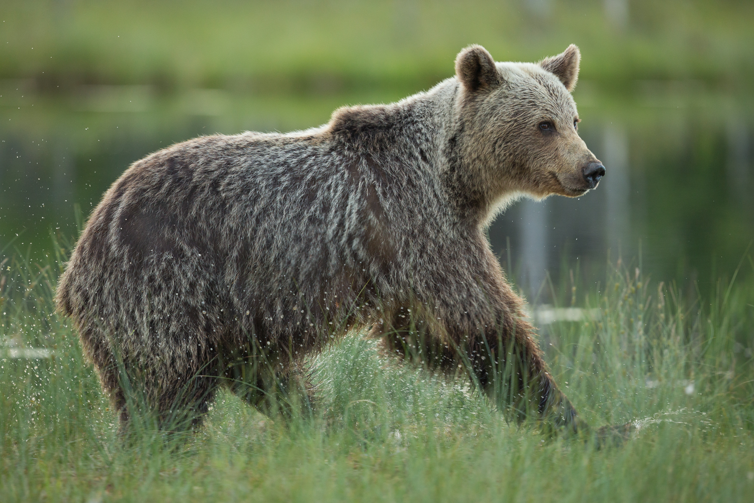 Brown bear photography tour Finland-42.jpg