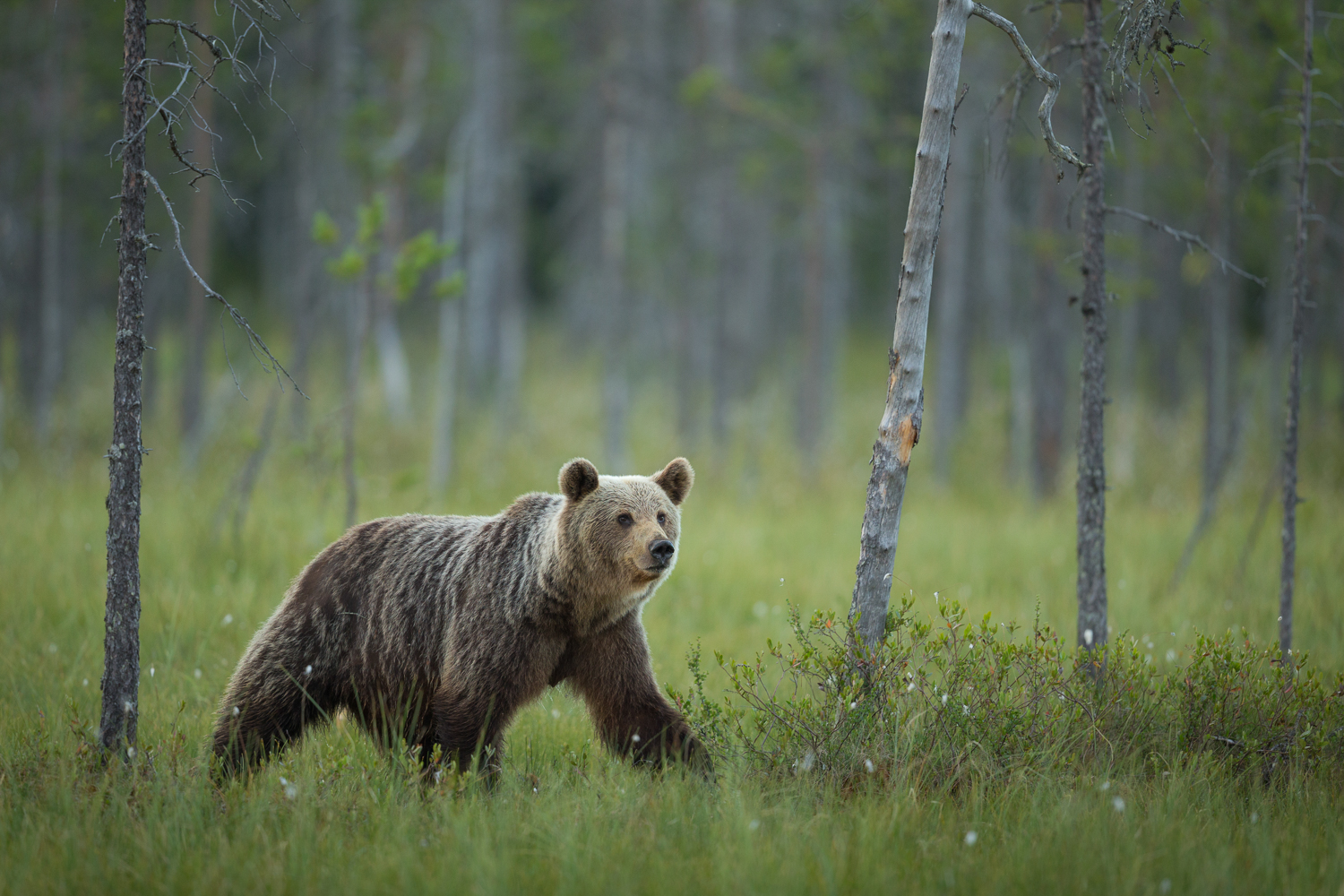 Brown bear photography tour Finland-44.jpg