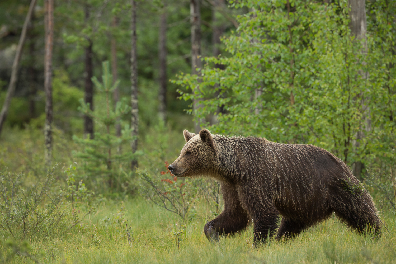 Brown bear photography tour Finland-45.jpg