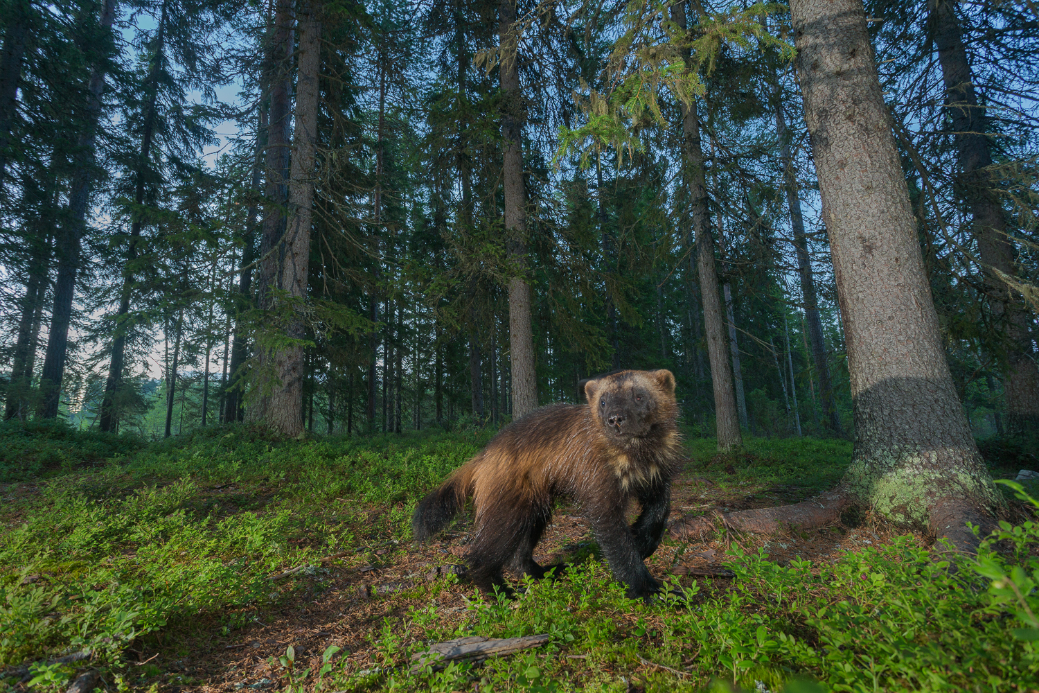Brown bear photography tour Finland-49.jpg