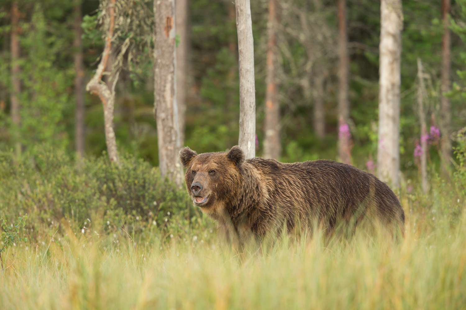 Brown bear photography tour Finland-48.jpg