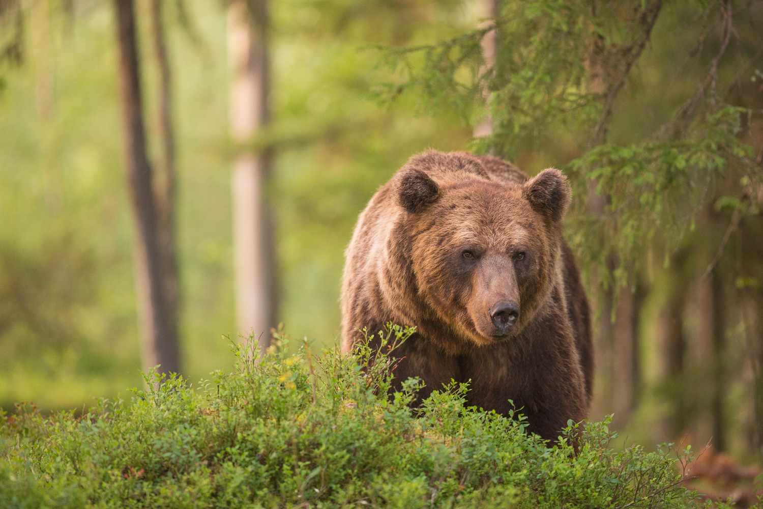 Brown bear photography tour Finland-52.jpg