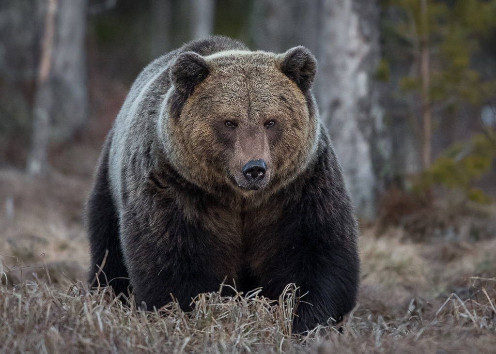 Brown bear photography tour Finland-6.jpg