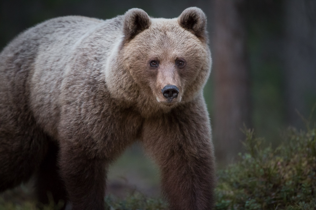 Brown bear photography tour Finland-9.jpg