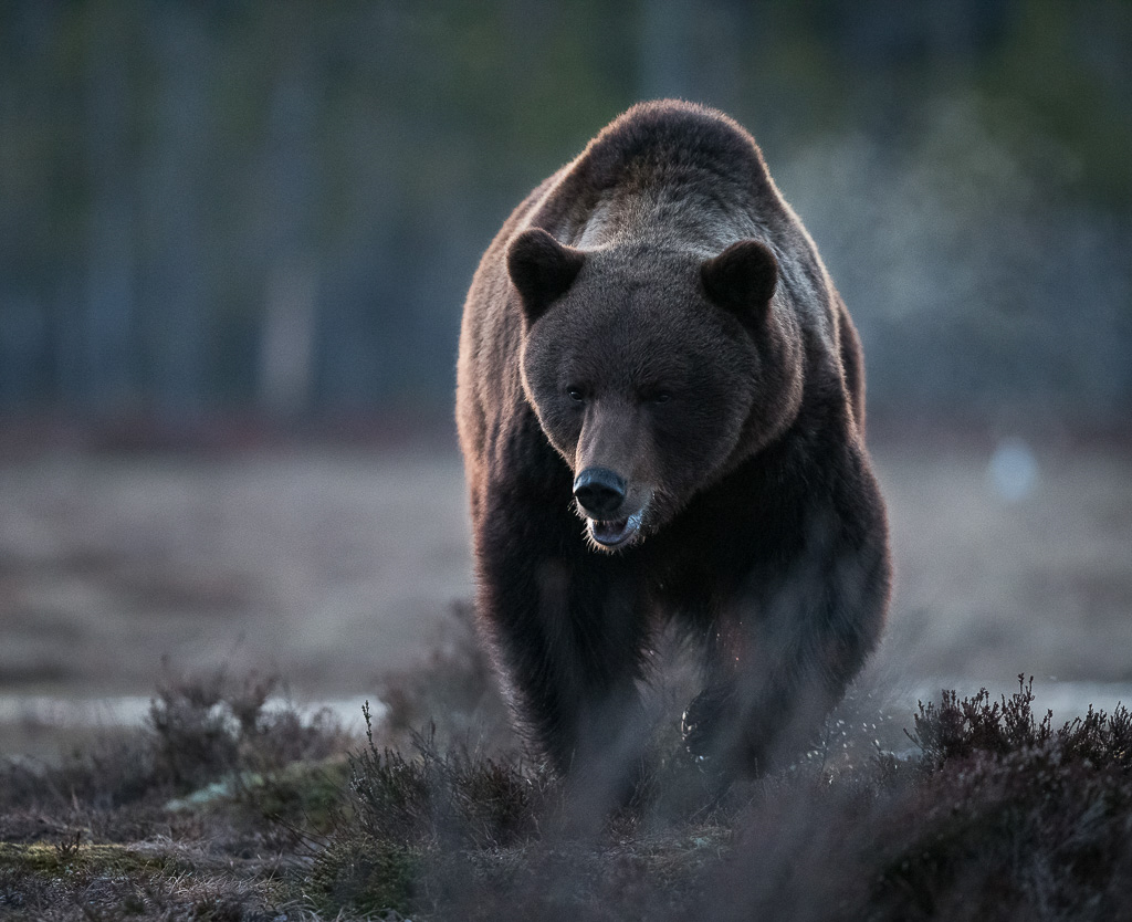 Brown bear photography tour Finland-20.jpg
