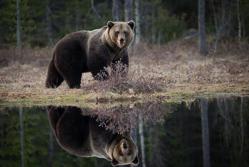 Brown bear photography tour Finland-22.jpg