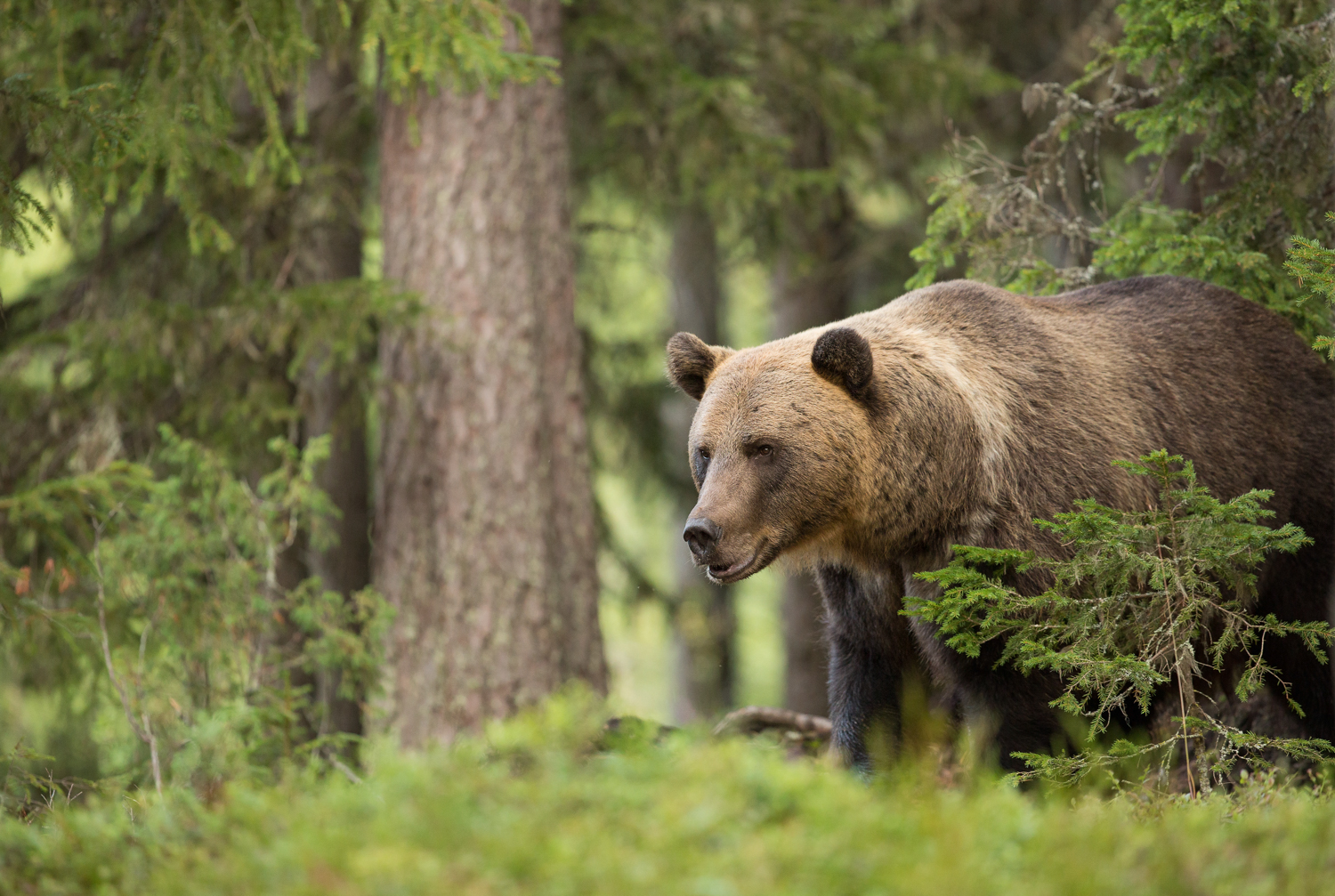 Brown bear photography tour Finland-3.jpg