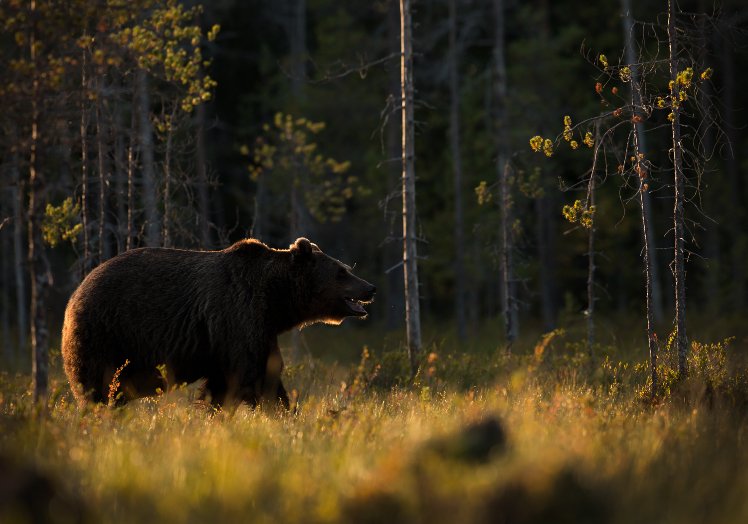 Brown bear photography tour Finland-4.jpg