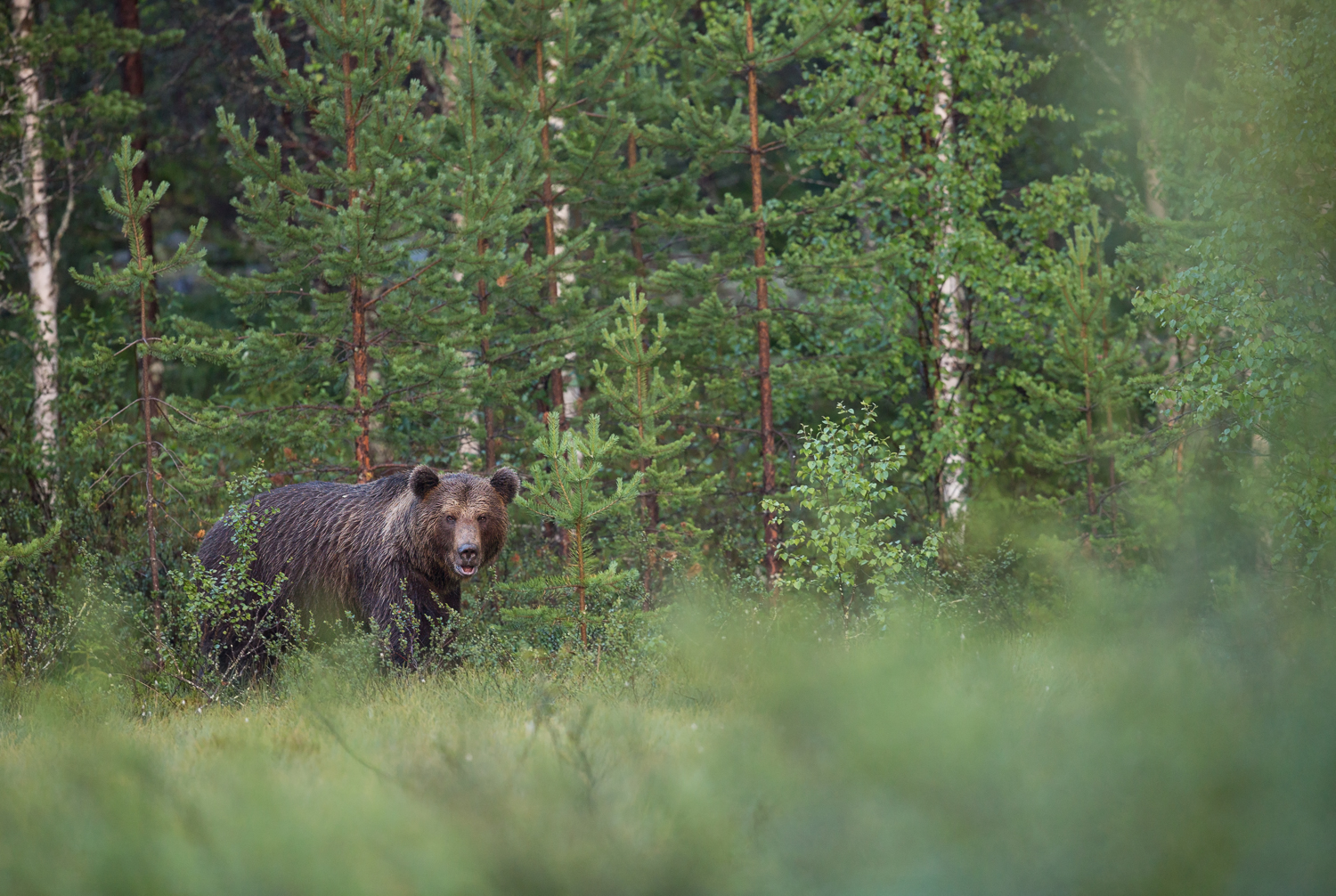 Brown bear photography tour Finland.jpg