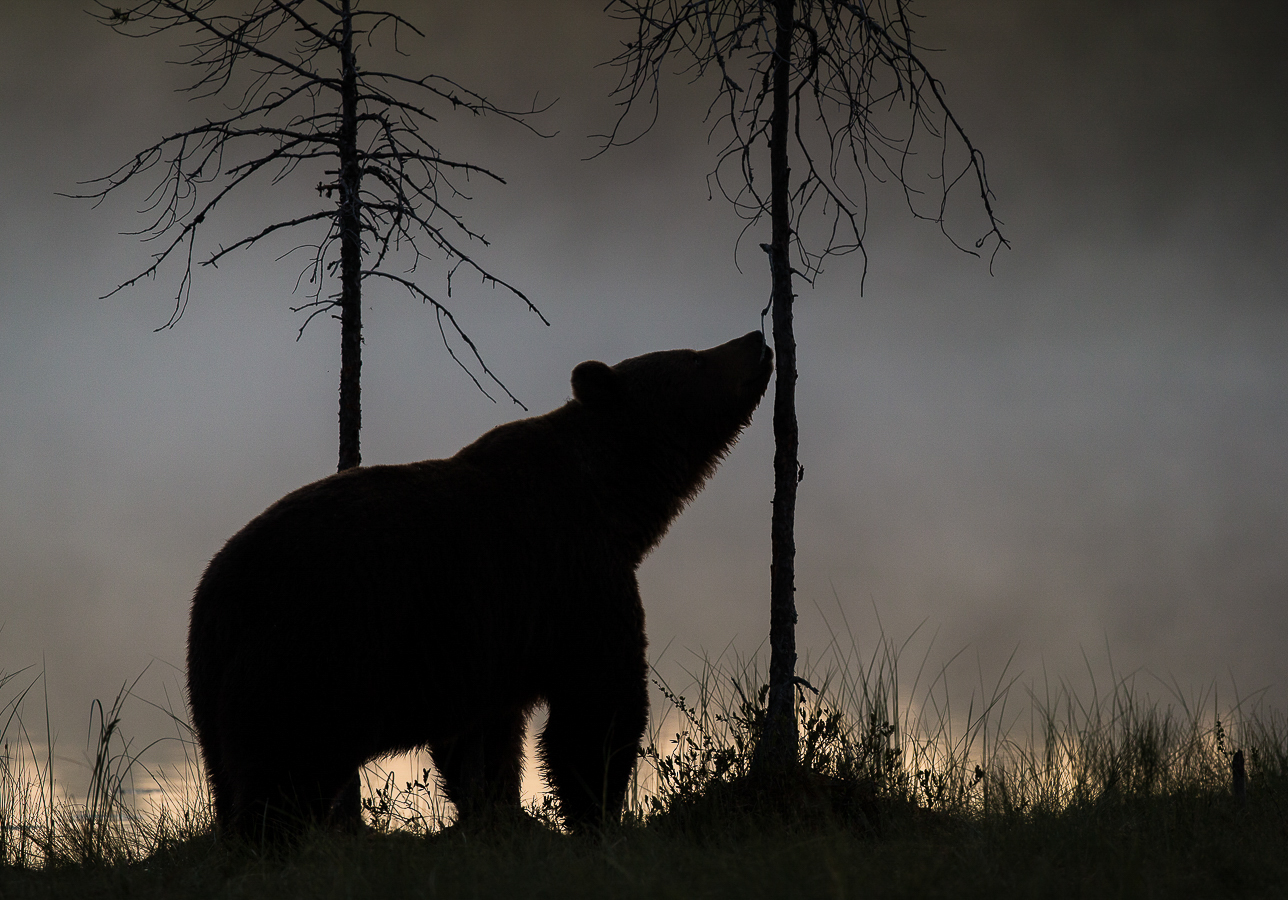 Brown bear photography tour Finland-2.jpg