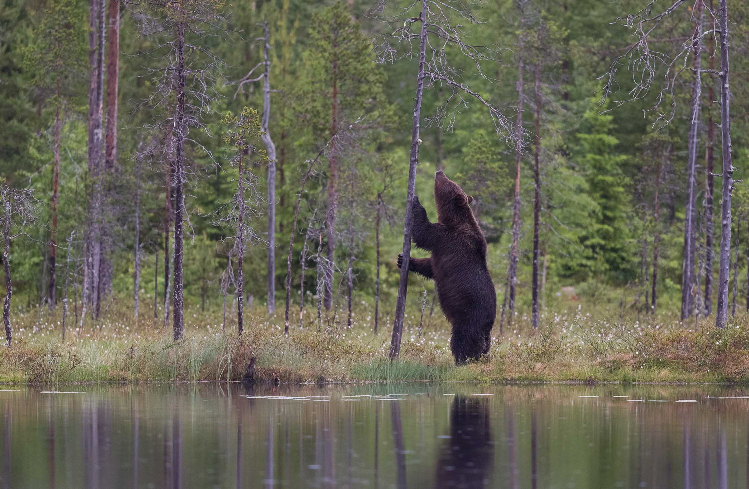 Brown bear photography tour Finland-4.jpg