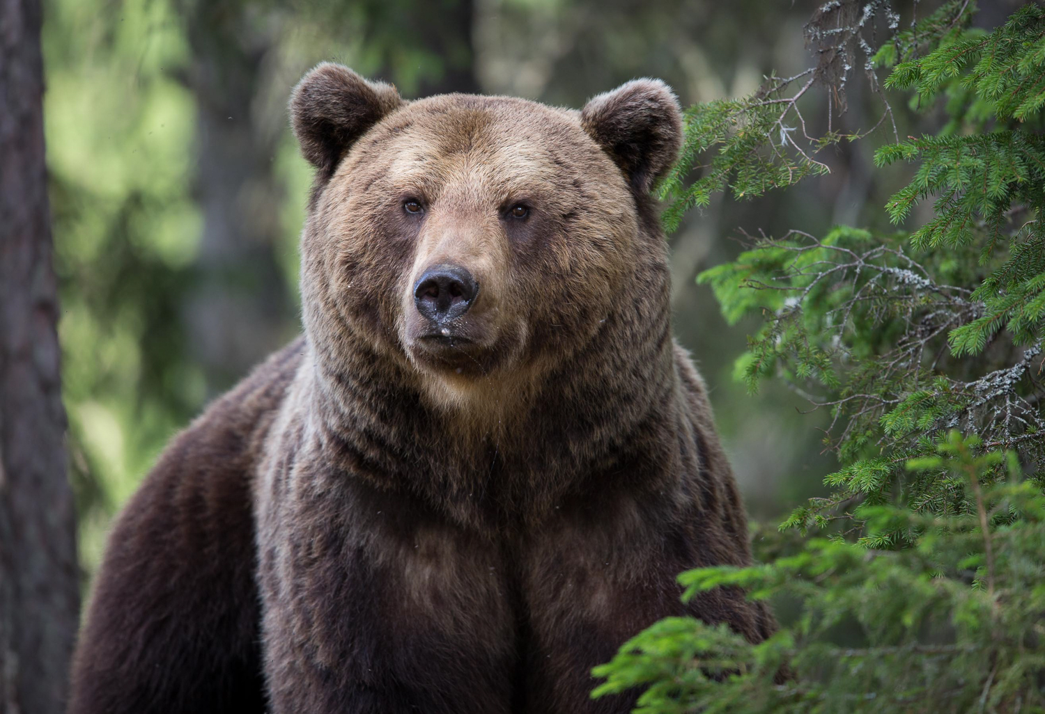 Brown bear photography tour Finland-6.jpg