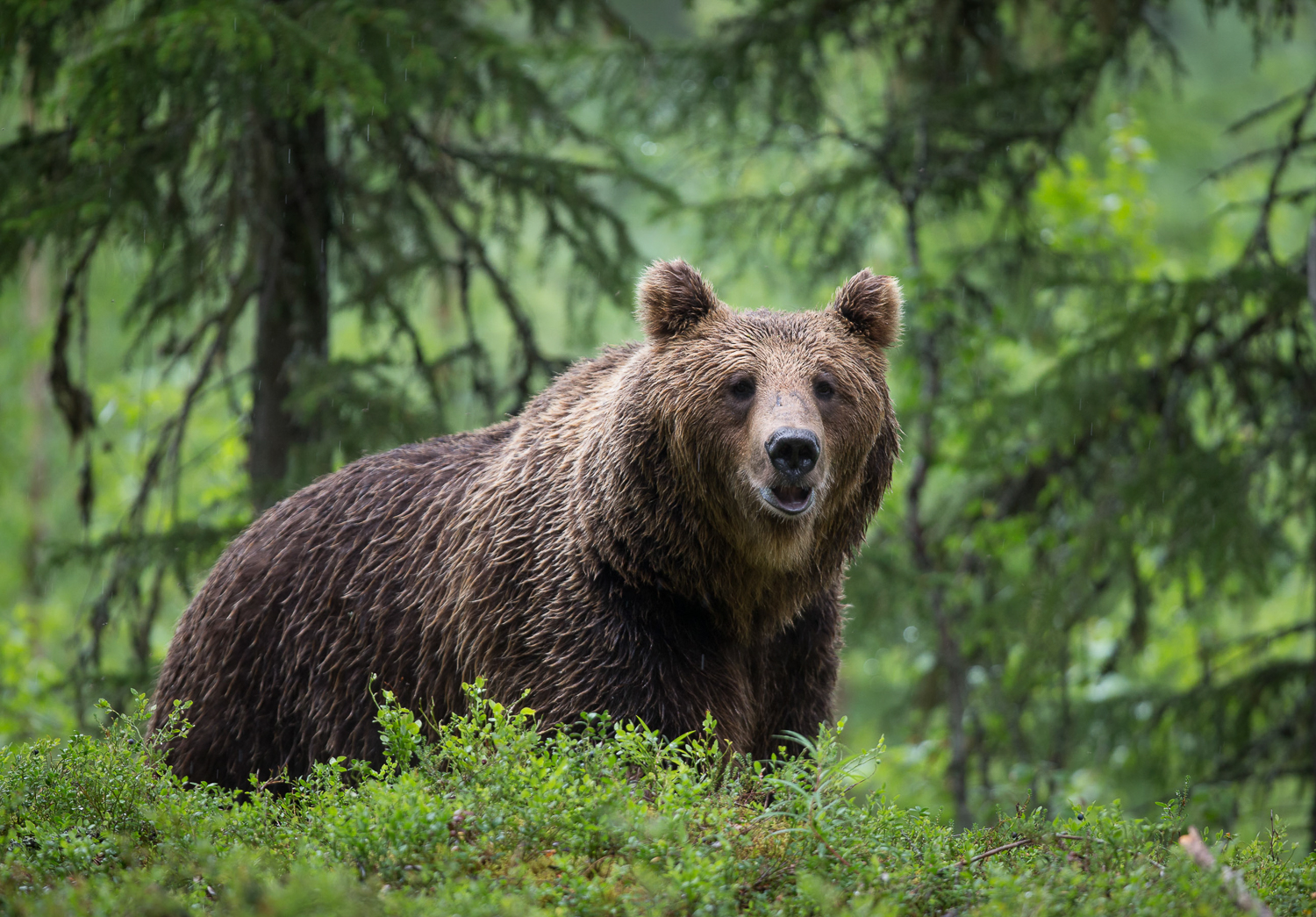 Brown bear photography tour Finland-8.jpg