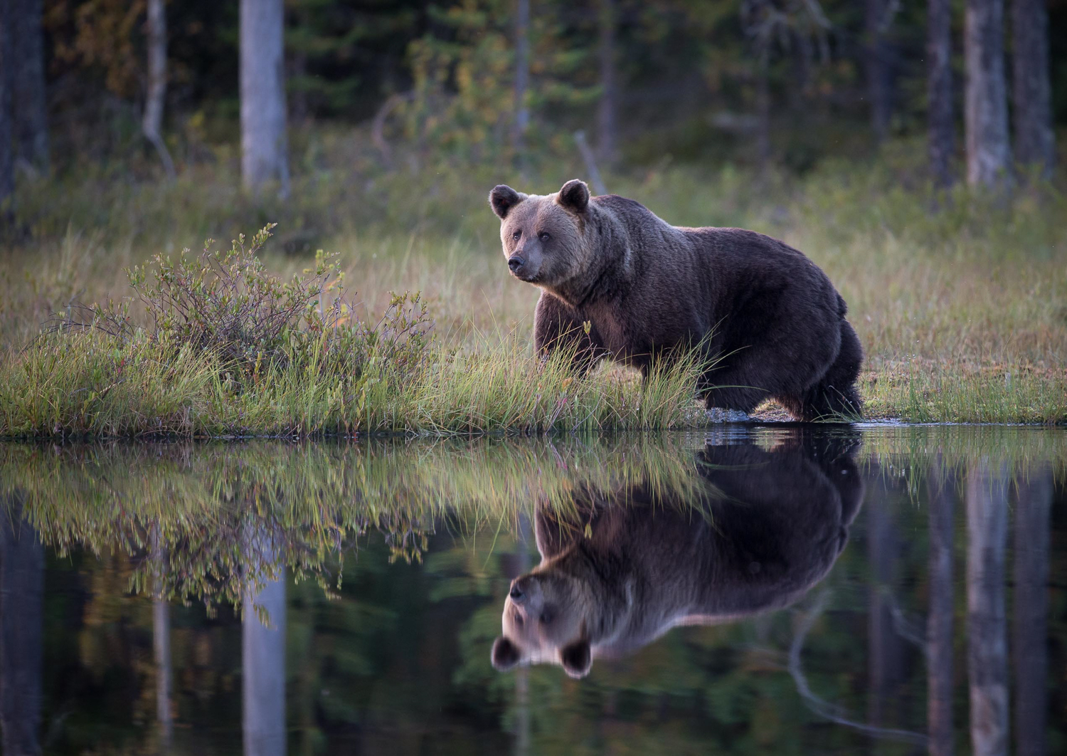 Brown bear photography tour Finland-9.jpg