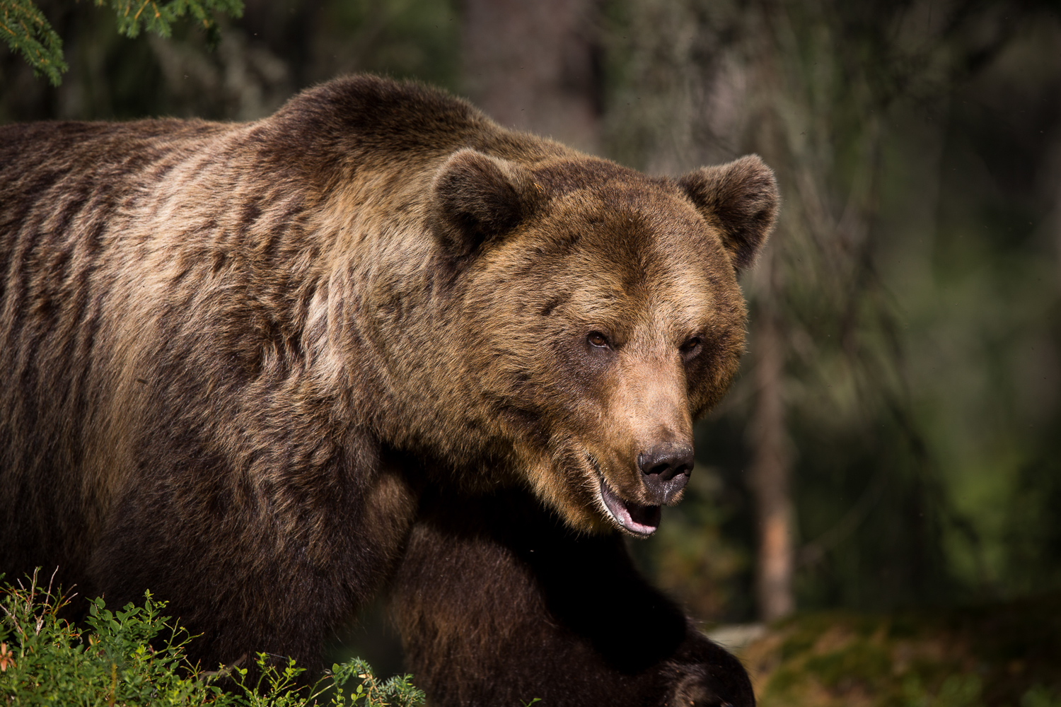 Brown bear photography tour Finland-7.jpg