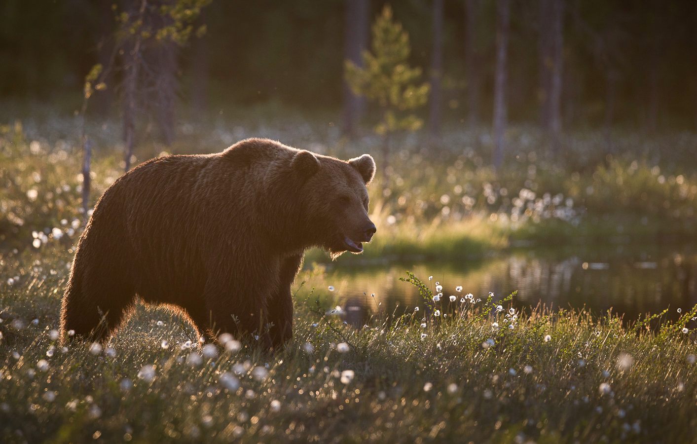 Brown bear photography tour Finland-3.jpg