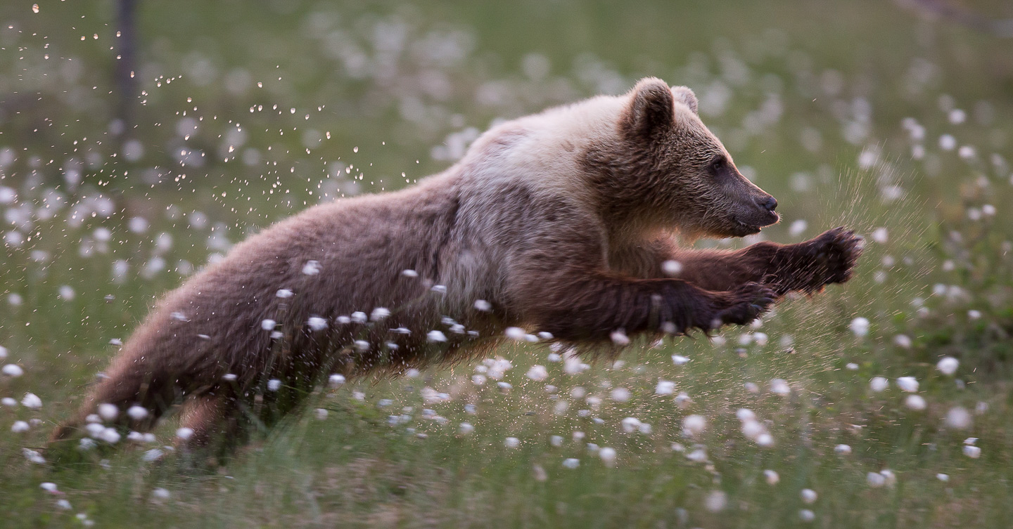 Brown bear photography tour Finland-2.jpg