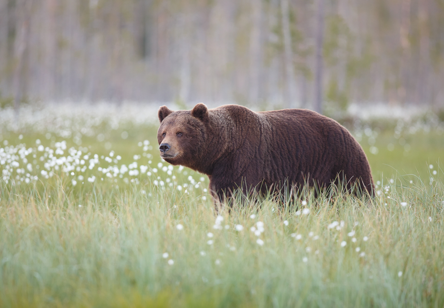 Brown bear photography tour Finland.jpg