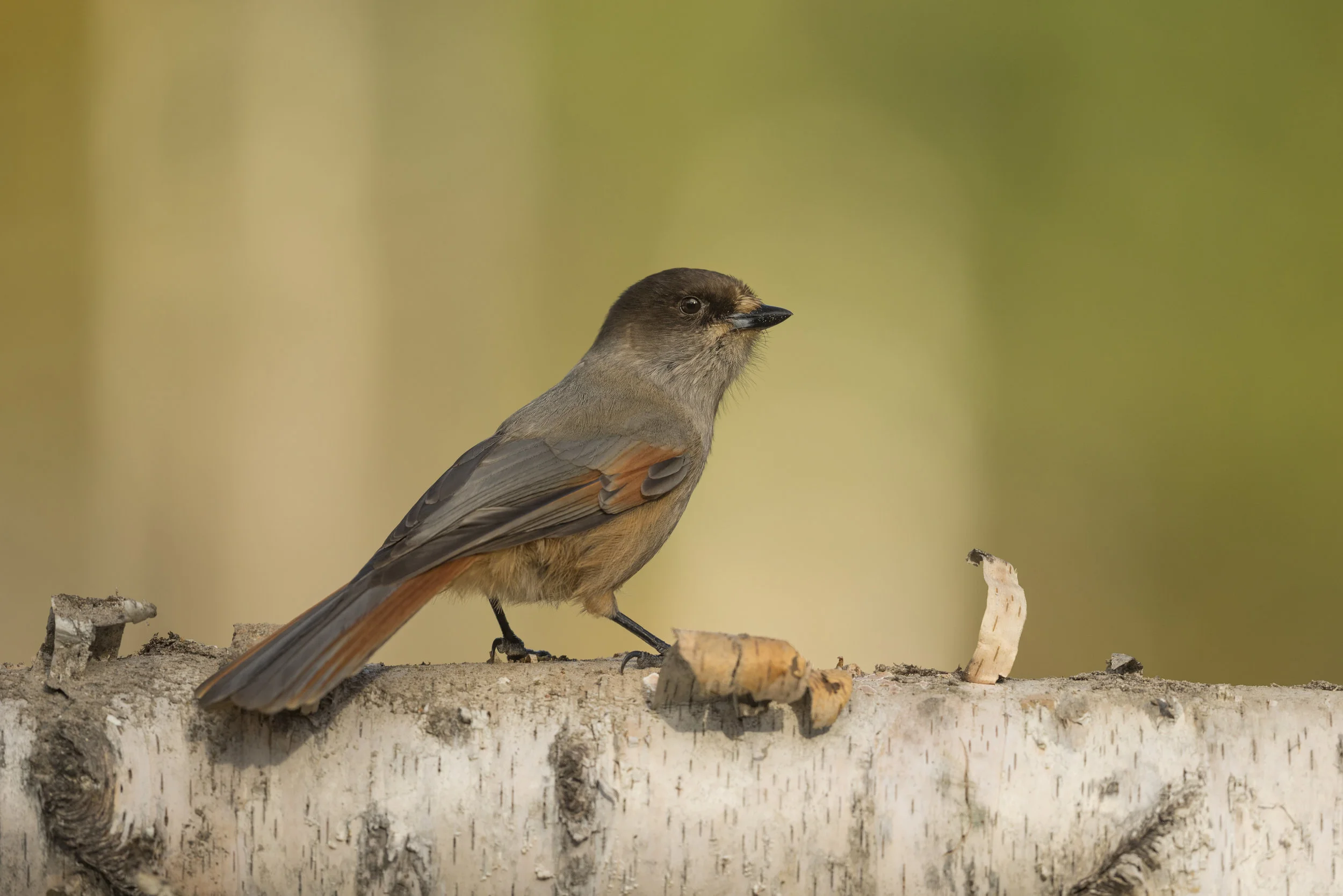 Siberian jay (Perisoreus infaustus)